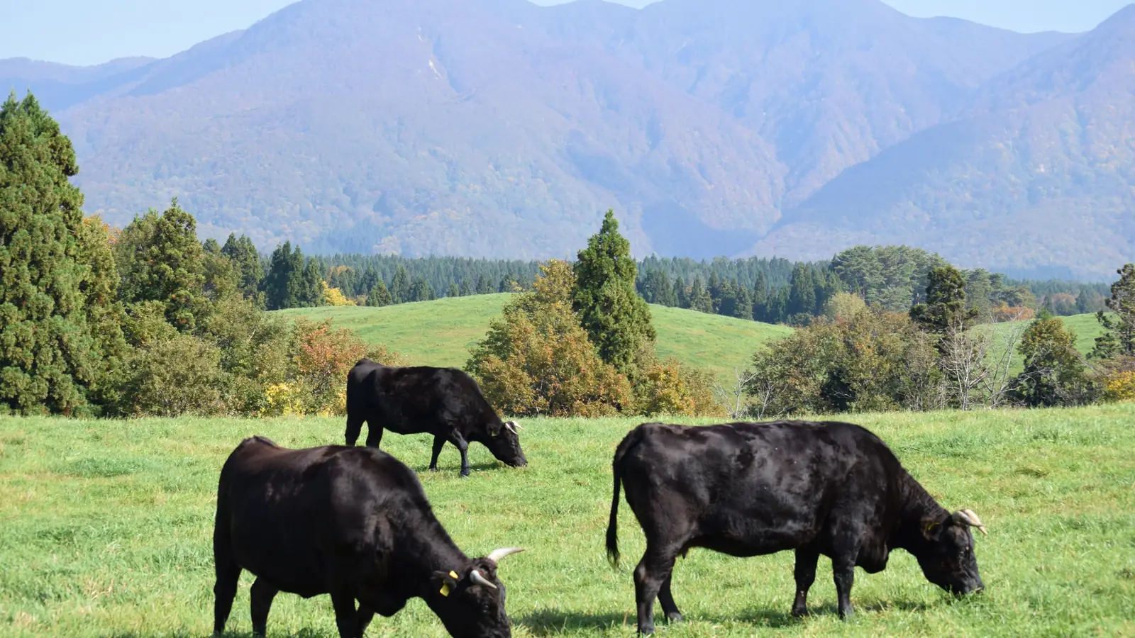山を背にした放牧地で草を食む黒毛和牛
