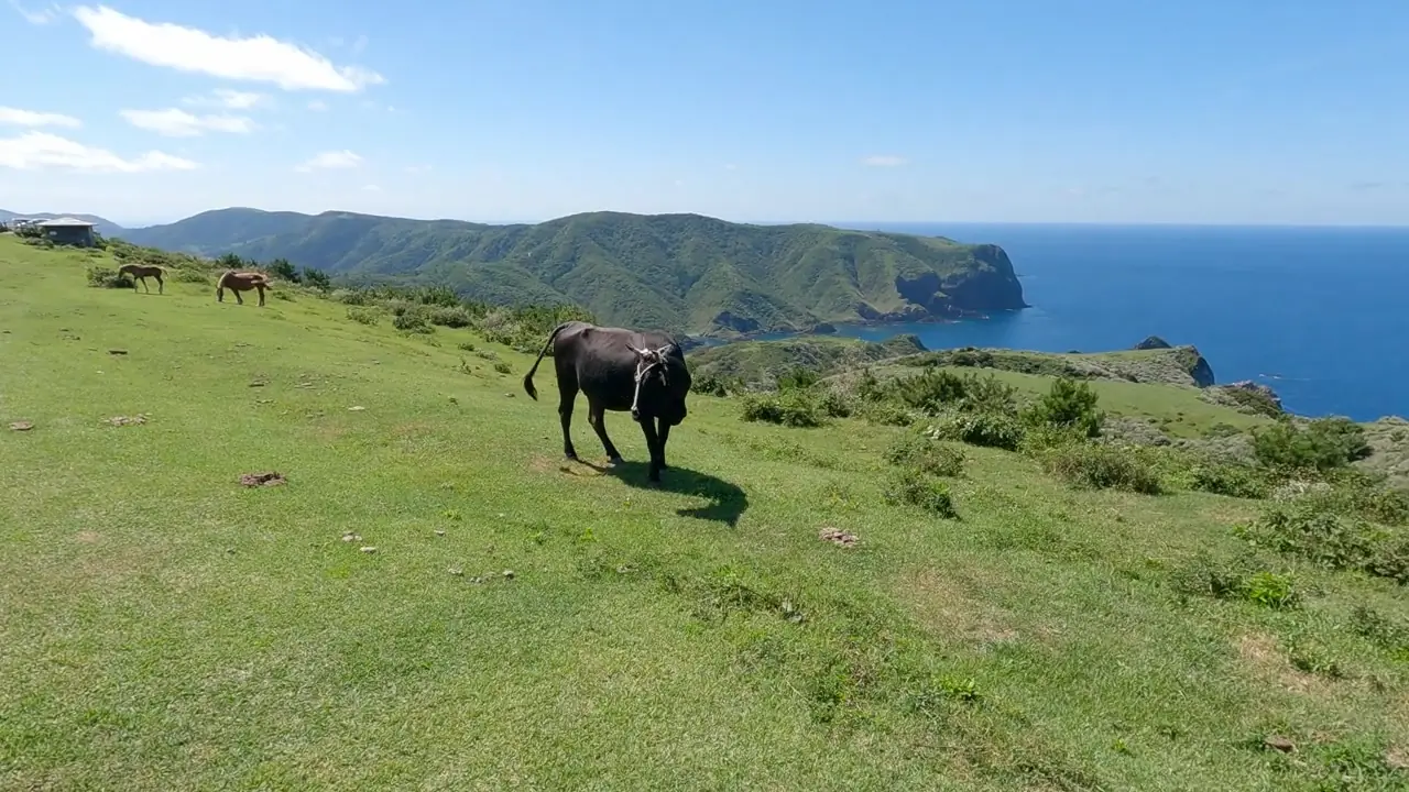 海を望む草地で草を食む牛
