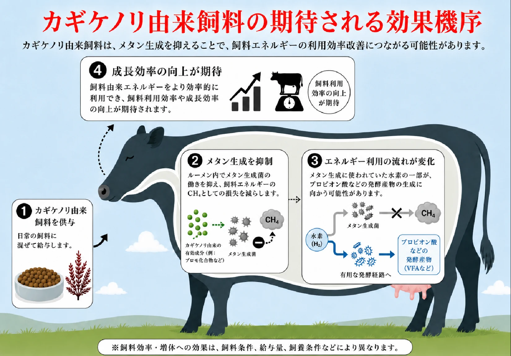 カギケノリ由来飼料の期待される効果機序。1 カギケノリ由来飼料を供与、2 メタン生成を抑制、3 エネルギー利用の流れが変化、4 成長効率の向上が期待