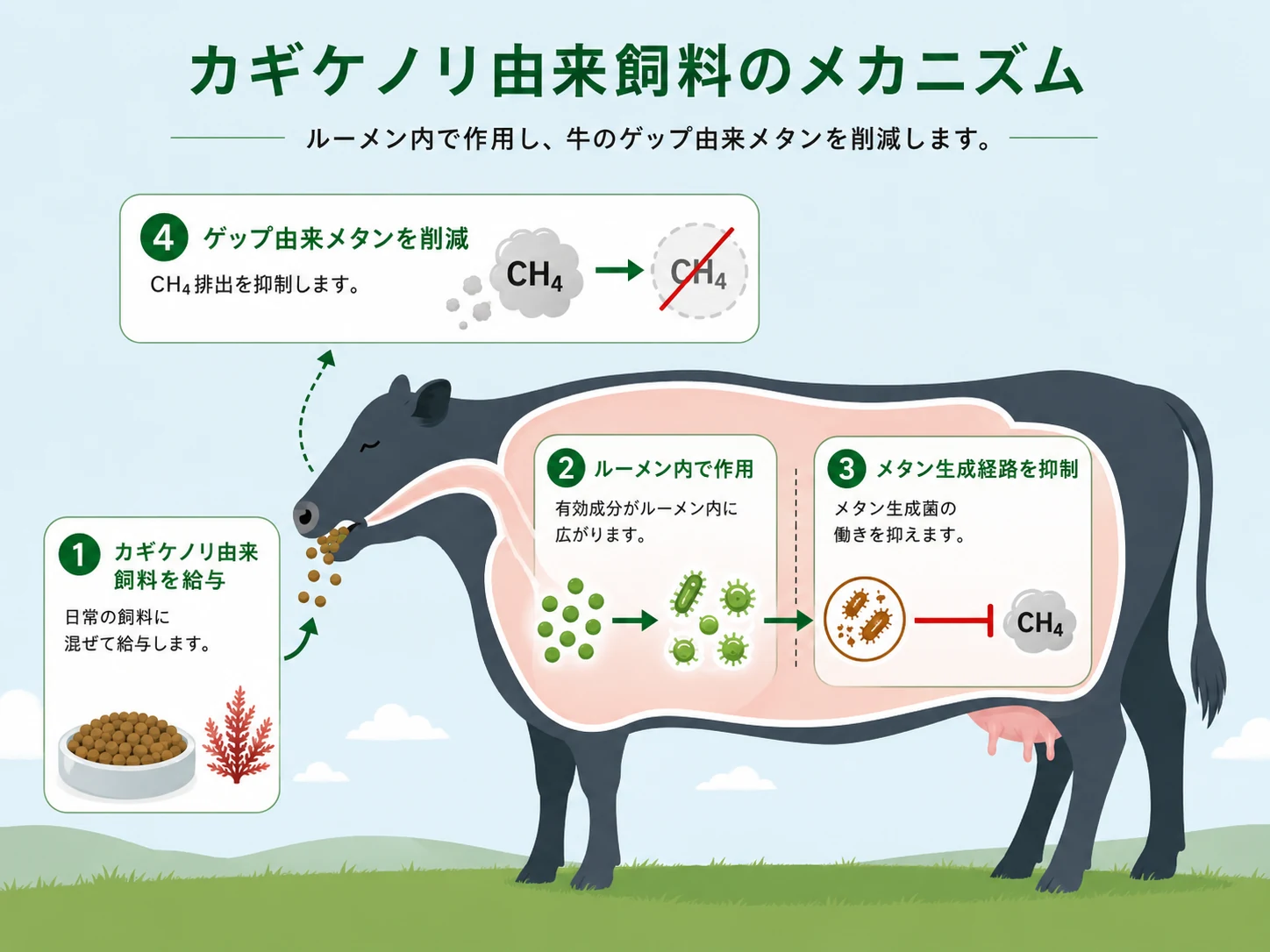 カギケノリ由来飼料のメカニズム。1 日常の飼料に混ぜて給与、2 有効成分がルーメン内に広がる、3 メタン生成菌の働きを抑える、4 ゲップ由来メタンの排出を抑制