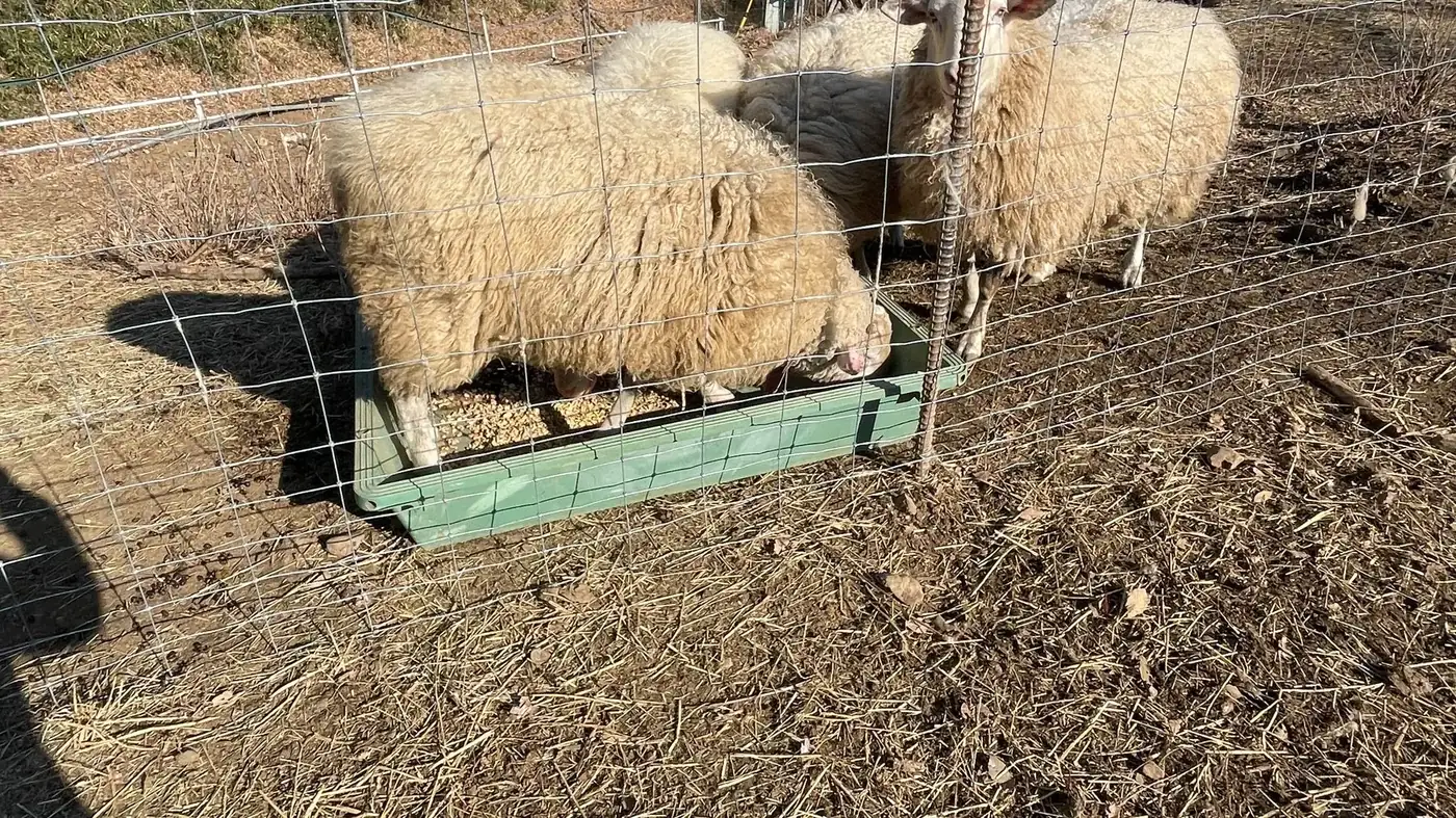 飼槽に入れた試験飼料を食べる家畜