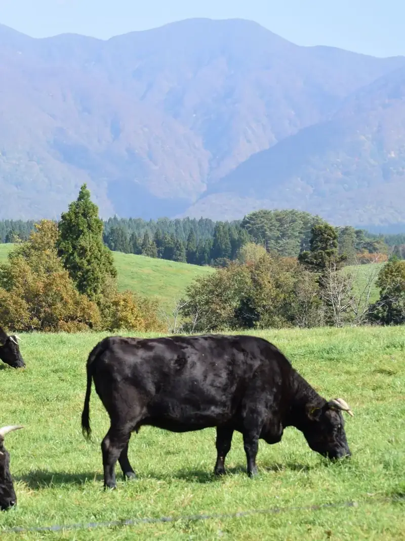 山を背にした放牧地で草を食む黒毛和牛